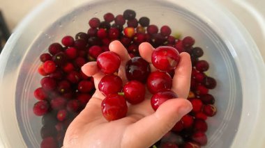 Prunus laurocerasus veya Otto Luyken (kara yemis) meyveleri doğadan toplanır