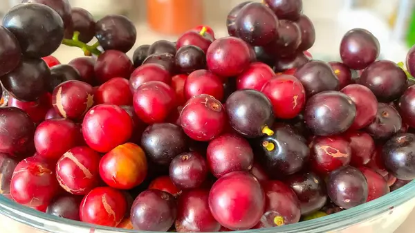 stock image Prunus laurocerasus or Otto Luyken (kara yemis) fruits collected from nature