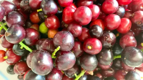 stock image Prunus laurocerasus or Otto Luyken (kara yemis) fruits collected from nature