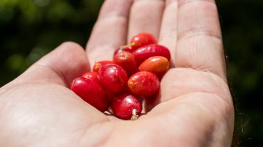 İnsan elinde bulunan organik kızılcık meyvesi (kızılcık, kızılcık)