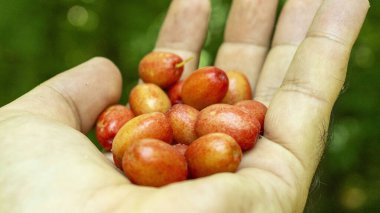 İnsan elinde bulunan organik kızılcık meyvesi (kızılcık, kızılcık)