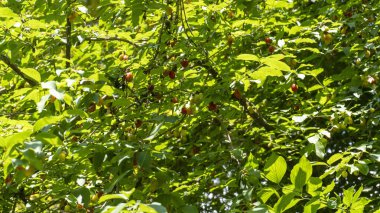 Doğada bir ağaç dalında bulunan organik kızılcık meyvesi (kornelian kirazı, köpek ağacı)