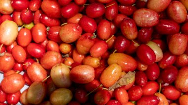 İnsan elinde bulunan organik kızılcık meyvesi (kızılcık, kızılcık)