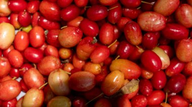 İnsan elinde bulunan organik kızılcık meyvesi (kızılcık, kızılcık)