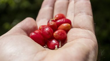 İnsan elinde bulunan organik kızılcık meyvesi (kızılcık, kızılcık)