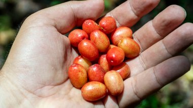 İnsan elinde bulunan organik kızılcık meyvesi (kızılcık, kızılcık)