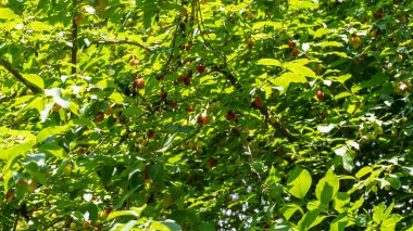 Doğada bir ağaç dalında bulunan organik kızılcık meyvesi (kornelian kirazı, köpek ağacı)