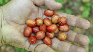 İnsan elinde bulunan organik kızılcık meyvesi (kızılcık, kızılcık)