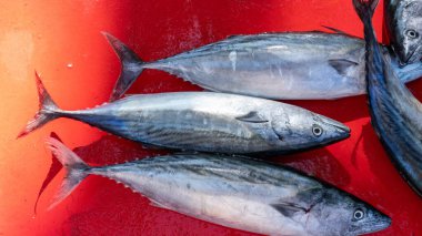 Av sezonunun başlangıcında, bonito balığı oltayla yakalandı ve tezgahta satıldı.