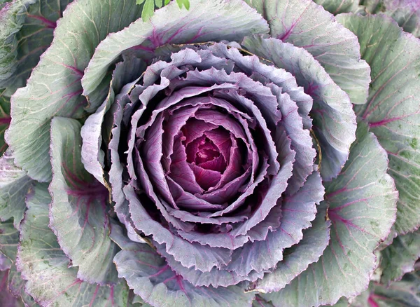 이미지를 가까이 보라색 양배추 — 스톡 사진