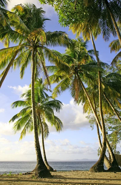 Wysokie Smukłe Palmy Plaży — Zdjęcie stockowe
