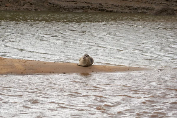 Κοινή Σφραγίδα Basking Μια Μπάρα Άμμου Χαμηλή Παλίρροια — Φωτογραφία Αρχείου