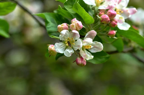 Różowy Kwiat Jabłoni Drzewie — Zdjęcie stockowe