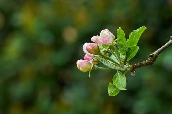 Pink apple blossom on a tree