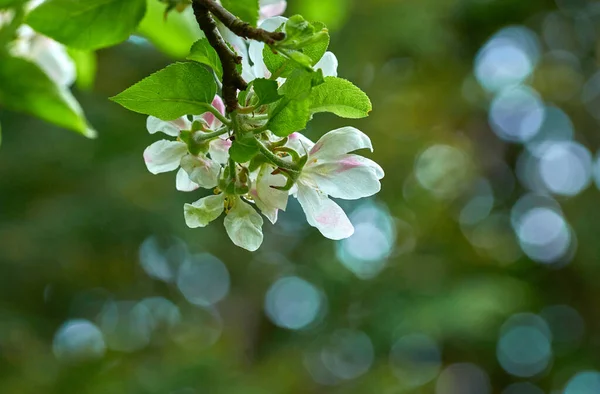 White apple blossom on a tree