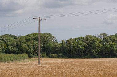 Arpa tarlasında ahşap elektrik direği