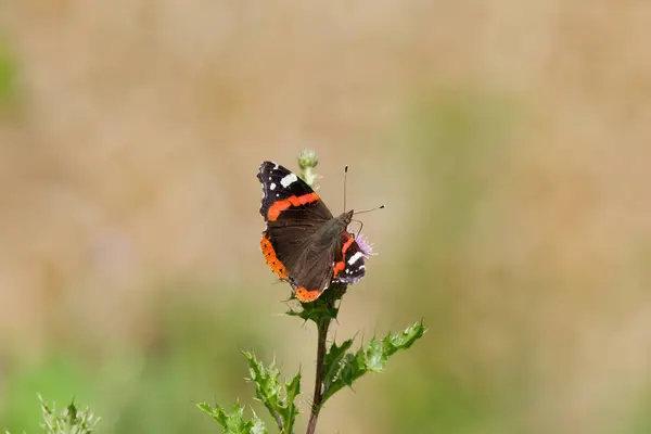 stock image Orange and black butterfly on a flower