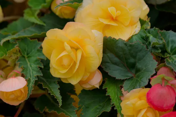 stock image Open yellow flower example