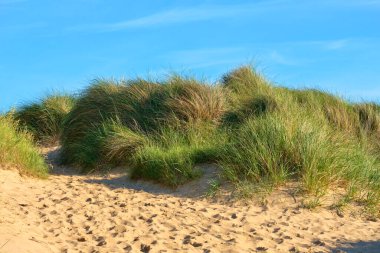 Marram grass growing on a sand dune clipart