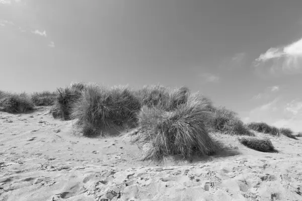 stock image Marram grass on a sand dune