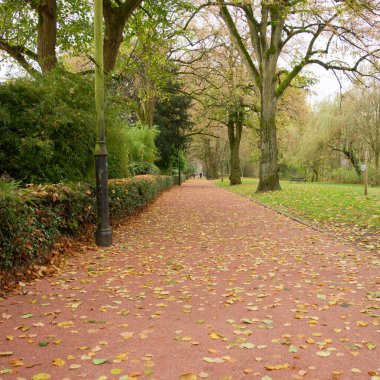 Kuru sonbahar yaprakları park yolunda