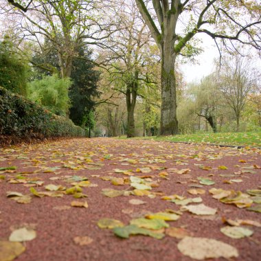 Kuru sonbahar yaprakları park yolunda