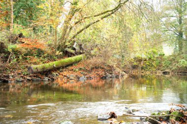 Fallen tree trunk on a shallow river bank clipart