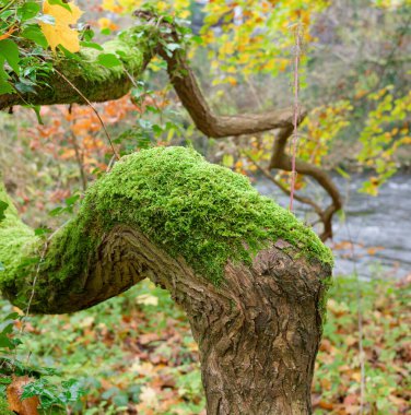 Tree trunk covered in moss clipart