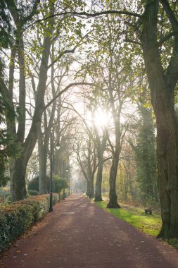 İngiltere, Derbyshire Hall Leys Parkı 'nda sonbahar ağacı kuyruğu oluşturuldu.