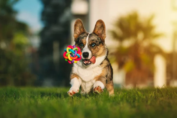 快乐嬉闹的科吉犬试图在日落时在户外捕捉玩具 美丽纯正的蓝色羊毛衫的肖像 向玩具跑去 高质量的照片 — 图库照片
