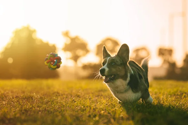 快乐嬉闹的科吉犬试图在日落时在户外捕捉玩具 美丽纯正的蓝色羊毛衫的肖像 开着嘴向玩具跑去 高质量的照片 — 图库照片