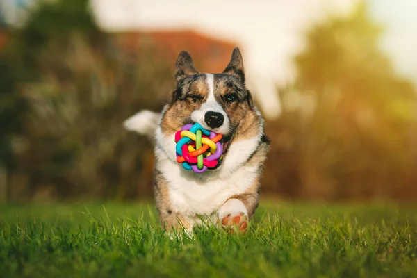 Счастливая Игривая Собака Корги Бегает Игрушкой Рту Закате Портрет Красивых — стоковое фото