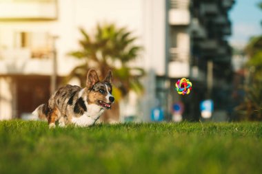 Mutlu Corgi köpeği gün batımında oyuncağı yakalamaya çalışıyor. Safkan mavi hırka hırkasının portresi oyuncağa doğru ağzı açık bir şekilde koşuyor. Yüksek kalite fotoğraf