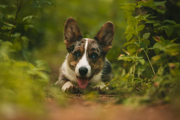 Filhote Cachorro Cão Corgi Feliz Deitado Chão Floresta Retrato Belo — Fotografia de Stock