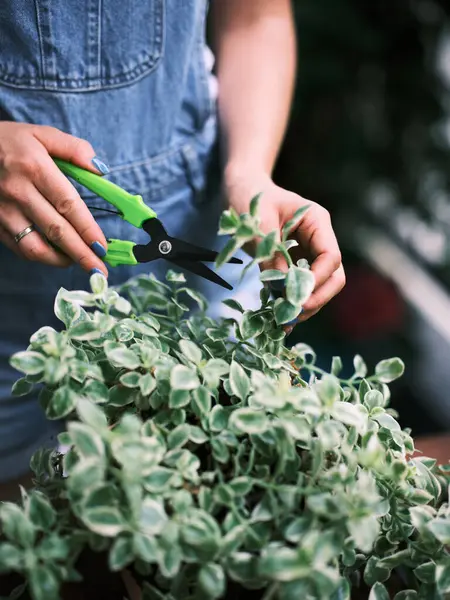 一个专心致志的人正在使用绿色园艺剪切机仔细修剪盆栽中的一株郁郁葱葱的杂种植物 这表明他在照料植物 — 图库照片