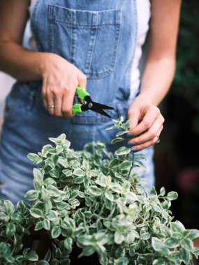 Dikkatli ol, bahçe işleri bir insanın yapraklı bir saksıyı budama makasıyla budadığı gibi olur.