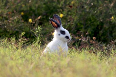 Yeşil çim arka planında uzun kulakları olan mutlu beyaz ve siyah tüylü tavşan vahşi çayırlarda tavşan arka bahçede sevimli hayvan.