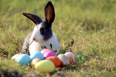 Happy cute white black fluffy Esther bunny sitting on green grass nature background with colorful Esther eggs, long ears rabbit in wild meadow, adorable pet animal in backyard, calibration spring time clipart