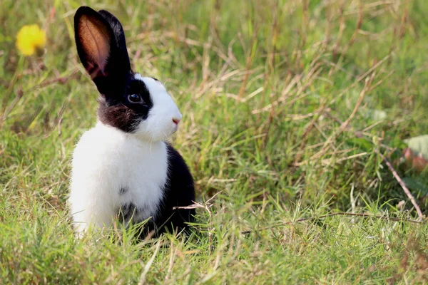 緑の芝生の自然背景に長い耳を持つ幸せなかわいい白と黒のふわふわのウサギ 野生の牧草地でウサギ 裏庭で愛らしいペット動物 — ストック写真