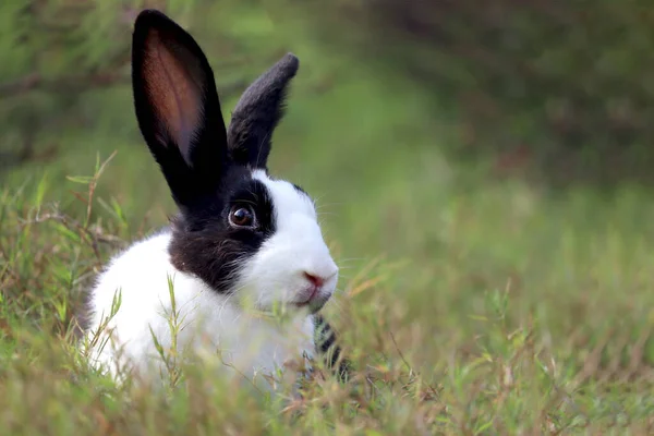 緑の芝生の自然背景に長い耳を持つ幸せなかわいい白と黒のふわふわのウサギ 野生の牧草地でウサギ 裏庭で愛らしいペット動物 — ストック写真