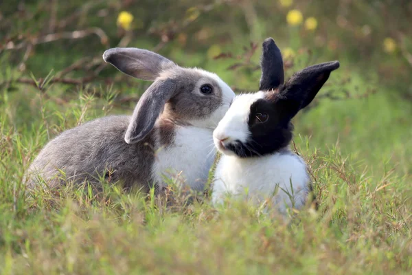 二つのふわふわウサギは野生の牧草地でお互いにキス 緑の芝生の自然を背景に幸せなかわいいカップルウサギ恋に落ちるとロマンチックなバレンタイン 裏庭で愛らしいペット動物 — ストック写真