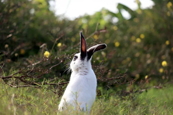 緑の芝生の自然を背景にした黒い斑点ふわふわのウサギ 野生の牧草地に足の後ろに立つ長い耳のウサギ 裏庭の愛らしいペット動物 — ストック写真