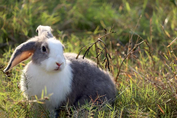 緑の芝生の自然を背景に白い斑点ふわふわのウサギと幸せなかわいい灰色 野生の牧草地で長い耳のウサギ 裏庭で愛らしいペット動物 — ストック写真