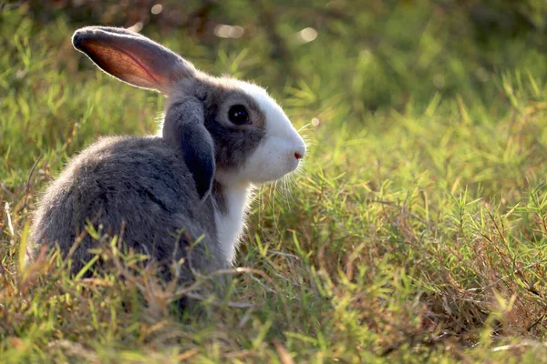 緑の芝生の自然を背景に白い斑点ふわふわのウサギと幸せなかわいい灰色 野生の牧草地で長い耳のウサギ 裏庭で愛らしいペット動物 — ストック写真