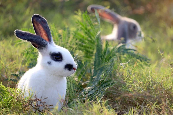 緑の芝生の自然背景に黒い斑点ふわふわのウサギと幸せなかわいい白い 野生の牧草地で長い耳のウサギ 裏庭で愛らしいペット動物 — ストック写真