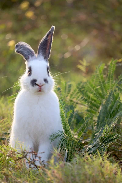 緑の芝生の自然を背景に 黒い斑点ふわふわのウサギが立っている幸せなかわいい白 野生の牧草地で後ろ足に立っている長い耳のウサギ 裏庭で愛らしいペット動物 — ストック写真