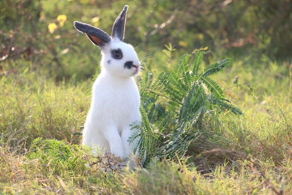 緑の芝生の自然を背景に 黒い斑点ふわふわのウサギが立っている幸せなかわいい白 野生の牧草地で後ろ足に立っている長い耳のウサギ 裏庭で愛らしいペット動物 — ストック写真