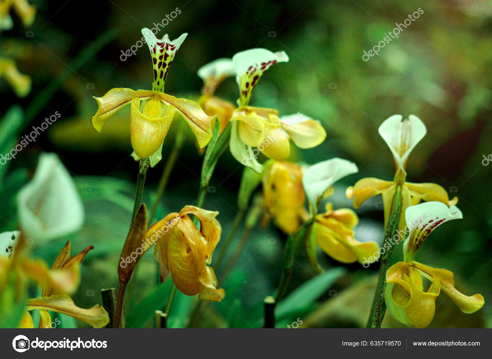 Rare Lady Slipper Orchid Paphiopedilum Exul Rongthao Nari Lueang
