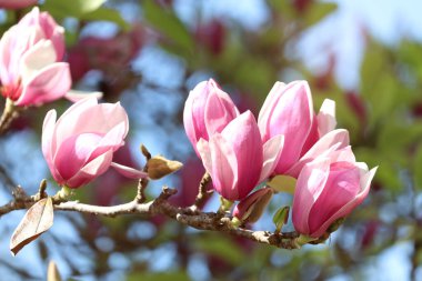 Güzel bahar çiçekli arka plan, çiçek açan açık pembe manolya çiçekleri bahar mevsiminde açan, seçici odak