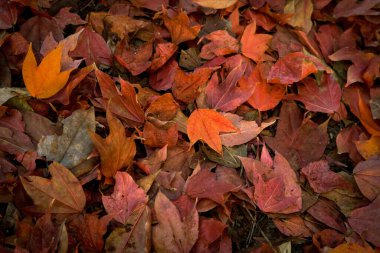 Multicolored maple leaves lie on ground, beautiful red, orange and yellow autumn leaves background on floor. Outdoor colorful background image of Falling season